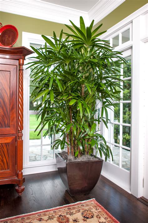 Rhapis Palm Indoor Palm Trees Indoor Palms Living Room Plants
