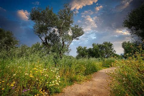 Trees Meadow Path Pathway Rural Countryside Grass Flowers
