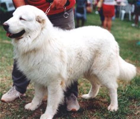 E questa è la prima cosa da stamparsi bene in testa, ma proprio a caratteri cubitali, quando fci standard n° 201 / 26.3.1998 cane da pastore maremmano abruzzese origine: PUPPY CARE CENTER: Cane da Pastore Maremmano-Abruzzese ...