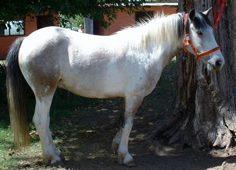 petiso argentino pony information history pictures