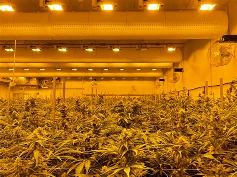 Cannabis Grow Facility Design 101 Part 3 Hvacd And Air Distribution