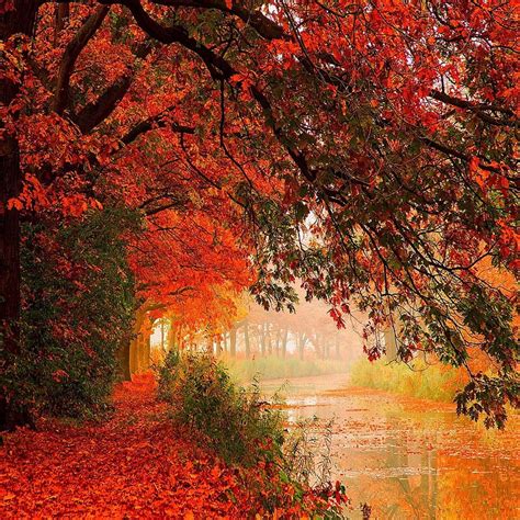 Red Leaves Autumn Bonito Cute Look Nice Hd Phone Wallpaper Peakpx