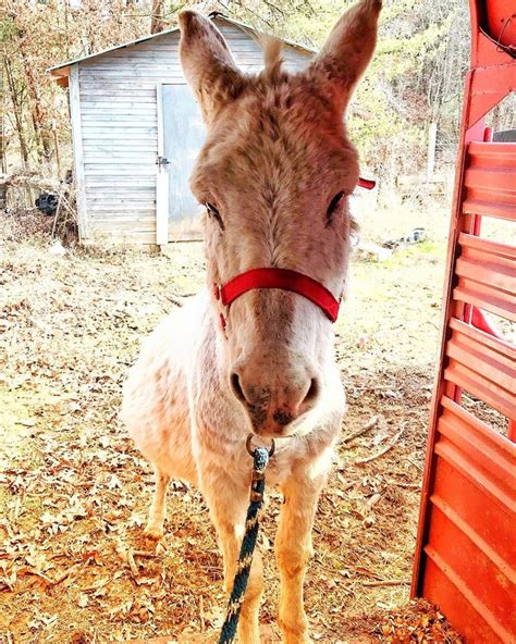 A Small Donkey Tied Up To A Red Fence
