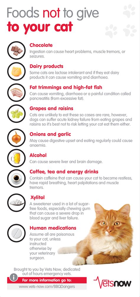 What Not To Feed Cats