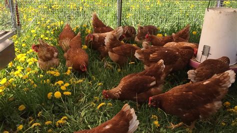 Free Rangepasture Raised Chicken Field Sparrow Farms Bobcaygeon I