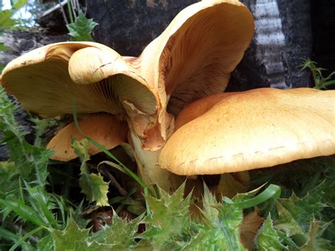 Searching for the cheapest hotels in o'higgins region? mushroom from South of Chile, region Libertador Bernardo ...