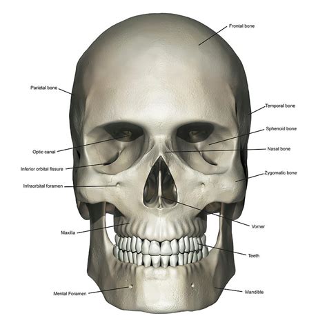 Anterior View Of Human Skull Anatomy Photograph By Alayna Guza Pixels