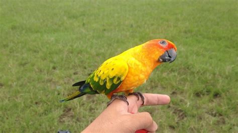 Sun Conure Parrot Free Fly Outdoor Youtube