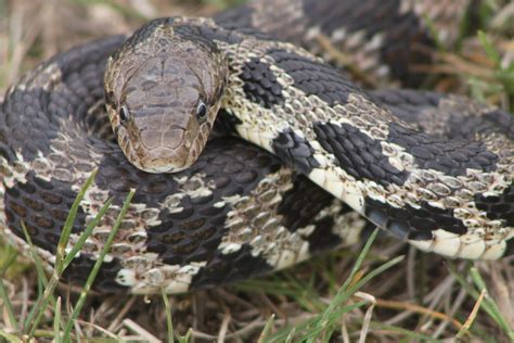 Pantherophis Vulpinus Fox Snake Flickr Photo Sharing