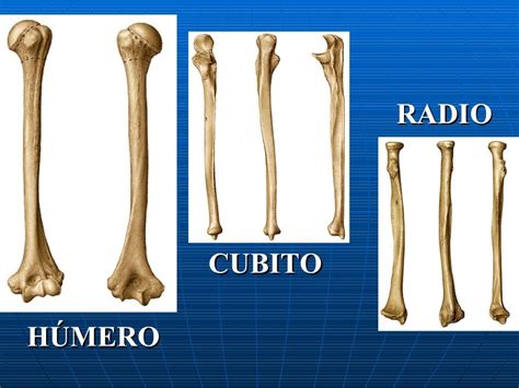 Osteologia Miembro Superior