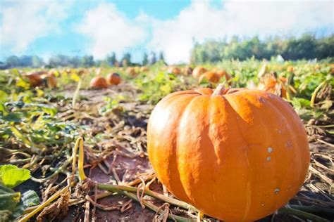 How To Grow Giant Pumpkins From Seeds