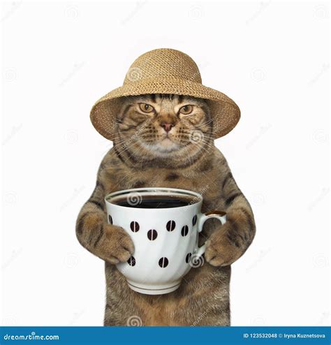 Cat With Cup Of Coffee 3 Stock Photo Image Of Straw 123532048