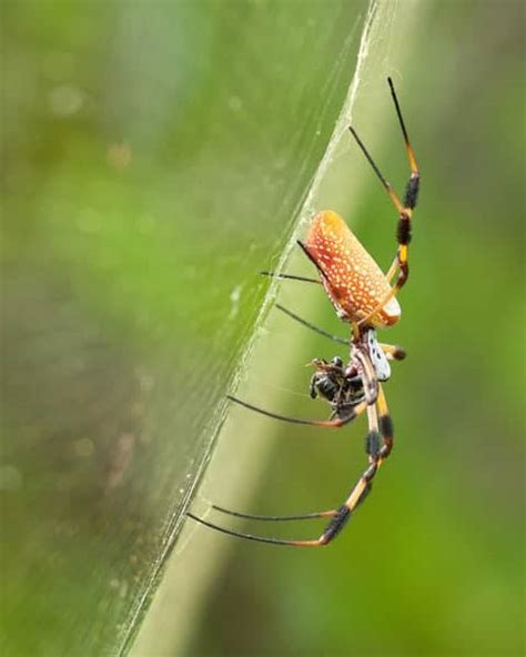 My Favorite Florida Spiders Focusing On Wildlife