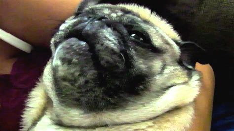 Pugsley The Pug Crying Or Possessed Youtube