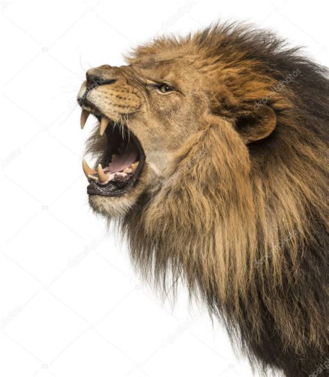 Close Up Of A Lion Roaring Profile Panthera Leo 10 Years Old — Stock