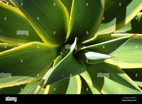 Agave Sp Agavaceae Native Of The Americas Succulent Plant Texture 3247
