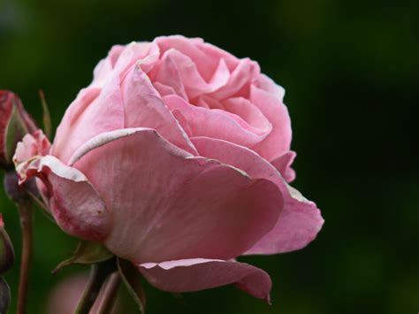 Pink Rose Macro Royalty Free Stock Photo