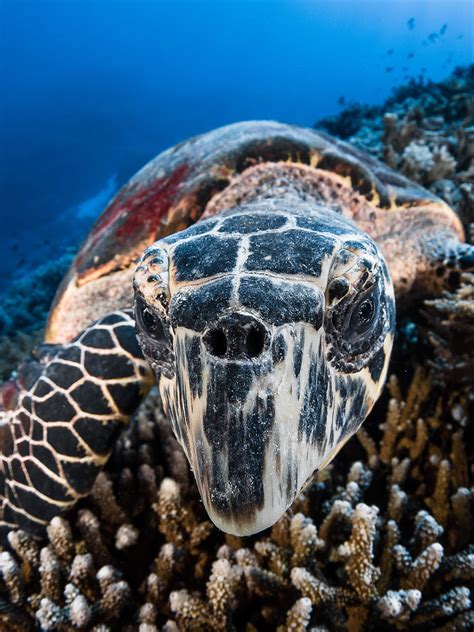 Greg Lecoeur Underwater And Wildlife Photography Hawksbill Turtle