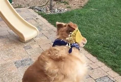 Fritz The Golden Retriever Is Really Bad At Catching Food Daily Mail