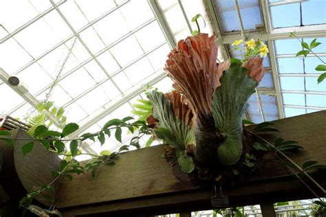 When kept too wet, they are susceptible to a disease called rhizoctonia sp. Staghorn Fern: How To Grow And Care For Platyceriums ...