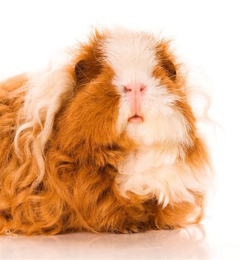 Texel Guinea Pig Complete Breed Guide To The Curly Haired Cavy