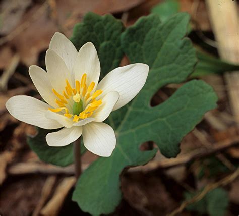 Bloodroot Seeds For Planting Sanguinaria Canadensis Shade Loving