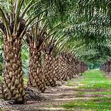 About Palm Oil Photos