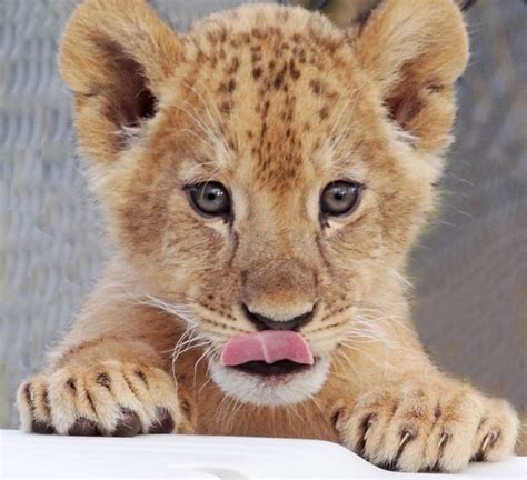 Watch Southwicks Zoos Lion Cubs Grow And Play Zooborns