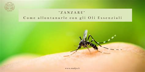 Zanzare Come Allontanarle Con Gli Oli Essenziali Madya Aromaterapia E Oli Essenziali