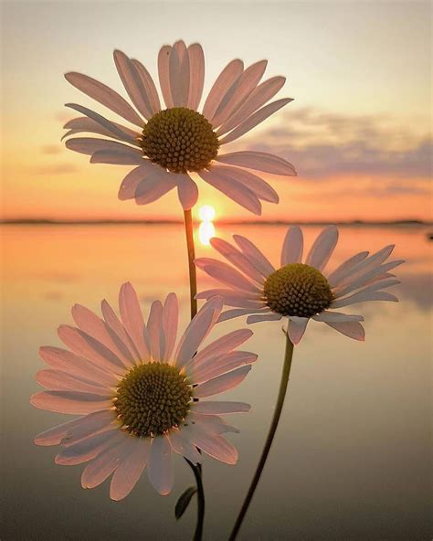 🌼🌿🌤🍃🌼 Photo By 👆🏼📸👉🏼 Galinakoponen 👍🏼 Daisy Sunset Beautiful Flowers Wallpapers