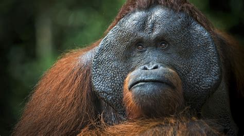 Orangutan Uhd 4k Wallpaper Pixelz