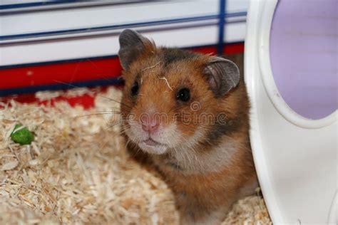 6224 Brown Hamster Photos Free And Royalty Free Stock Photos From