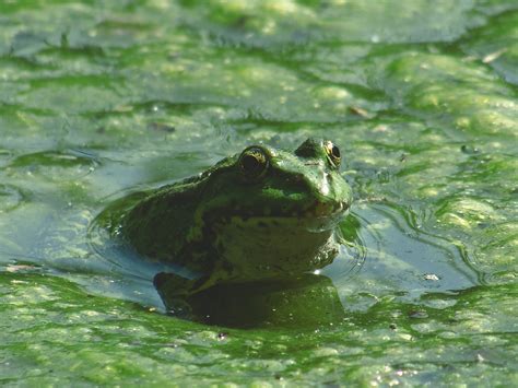무료 이미지 True Frog 두꺼비 황소 개구리 녹색 수륙 양용 비행기 Pacific Treefrog 물줄기