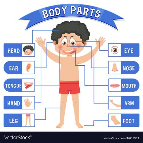 Body Parts With Vocabulary Royalty Free Vector Image