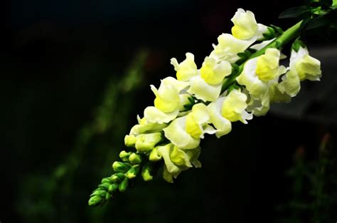 You will be given a certain amount of time to speak. A beautiful flower in the flower show at Gangtok - Sikkim ...