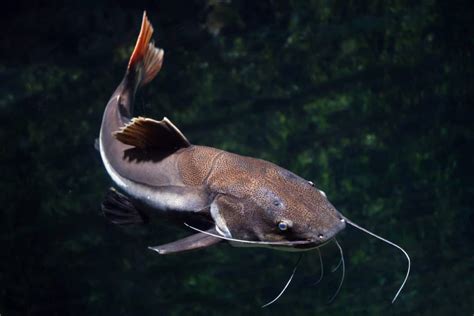 Redtail Catfish Phractocephalus Hemioliopterus Information Sheet