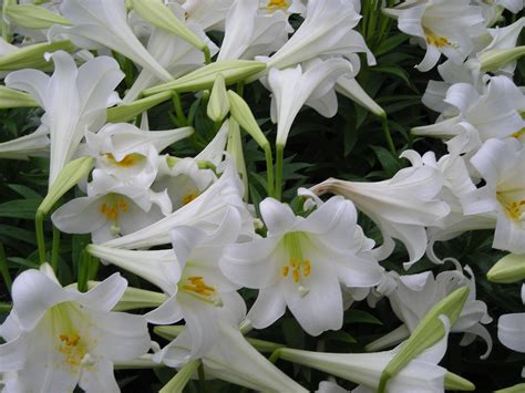 Easter Lilies Wallpaper 48 Images