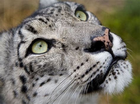 Snow Leopard Of Afghanistan Nat Geo Wild Snow Leopard Big Cats