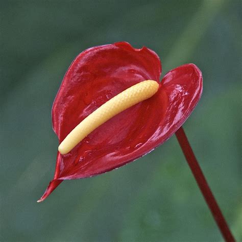 Anthuriums Plant Care And Collection Of Varieties