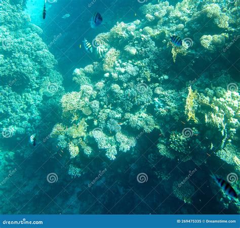 Coral Reef At The Bottom Of The Red Sea Stock Image Image Of Fish