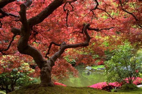 Beautiful Nature Red Trees Woods Image 253627 On