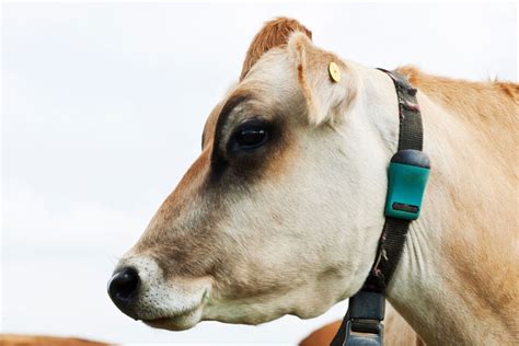 Innovative Technologies To Ensure Welfare Dairy Global