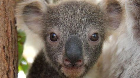 Zoo Confidential Baby Animal Joy At Taronga Zoo And