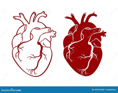 Human Heart Anatomical Realistic Heart Line Art Vecto