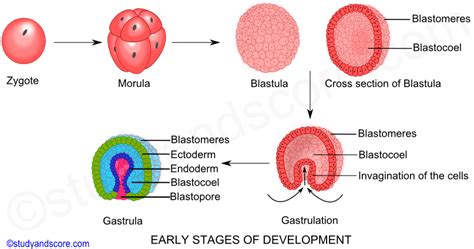 3 Tahapan Perkembangan Embrio Morula Blastula Dan Gastrula Infoku