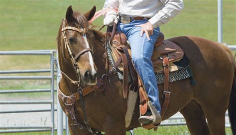 Buy horse insurance from experienced horseowners at equine insurance center. Equine Insurance for Horse Owners - The Team Roping Journal