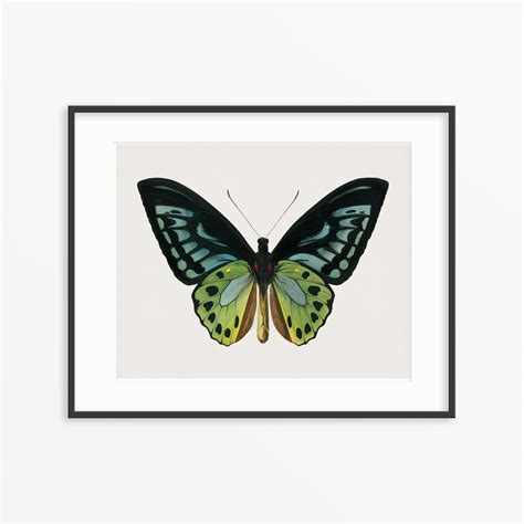 Vintage Butterfly Print Butterfly Print Insect Art Print Etsy