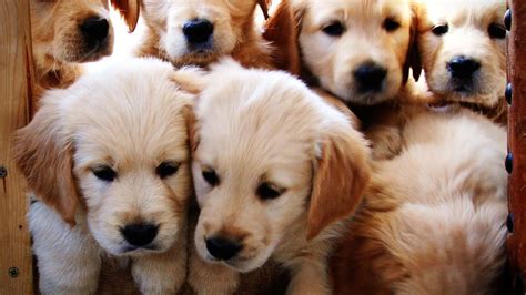 Golden Retriever Puppies Growing Weeks 1 12 Youtube