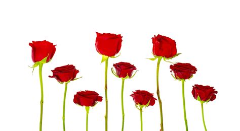 Dark Red Roses Isolated On White Background 4414537 Stock Photo At