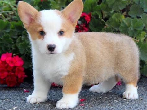 If you are interested in being considered for a prices are listed under puppy pricing. Pembroke Welsh Corgi Puppies For Sale | Missouri City, TX ...